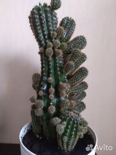 Кактус эхинопсис