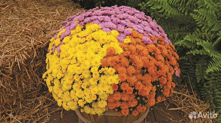 Хризантемы мультифлора