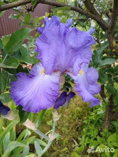 Ирис бородатый Rain Pattern