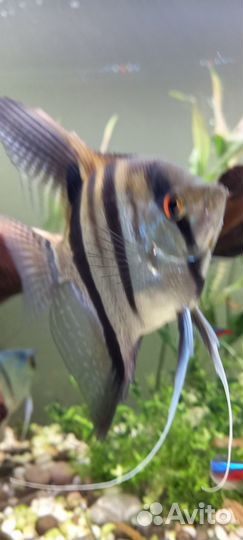 Скалярия зебра