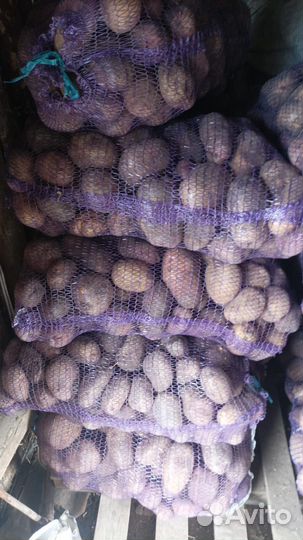 Продам картофель