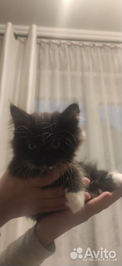 Отдам в добрые руки котёнка