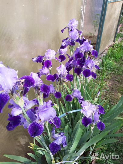 Ирис бородатый