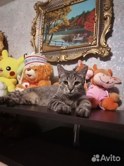 Отдам котиков в добрую семью