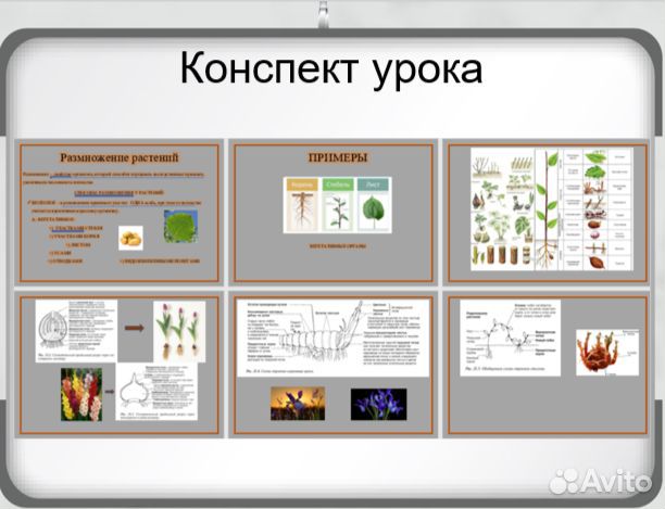 Подготовка к ЕГЭ и ОГЭ по биологии онлайн