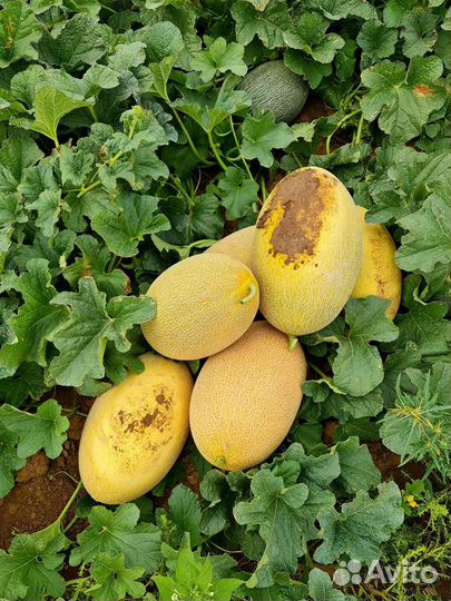 Продукты питания оптом