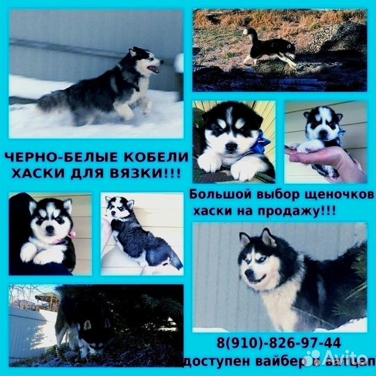 Кобели Хаски для Вязки, щенки на продажу ярославль