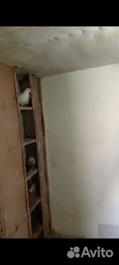 Николаевские голуби, палет бабочка