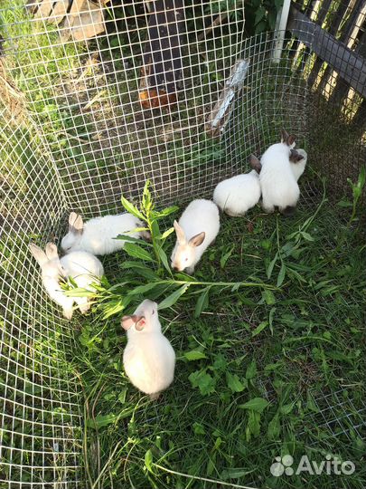 Калифорнийские кролики