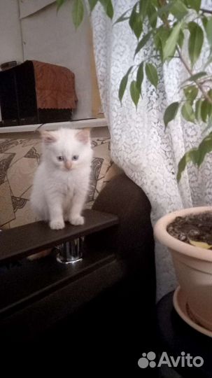 Кошки в добрые руки