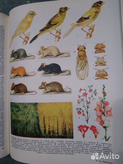 Большая Советская Энциклопедия 30 томов