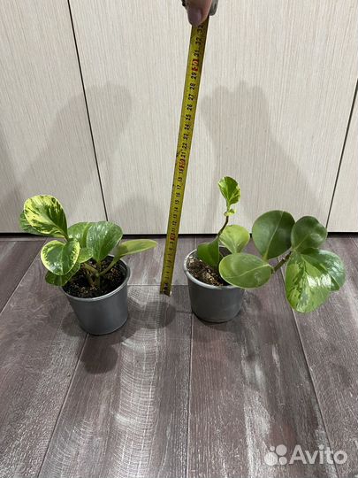 Пеперомия комнатный цветок