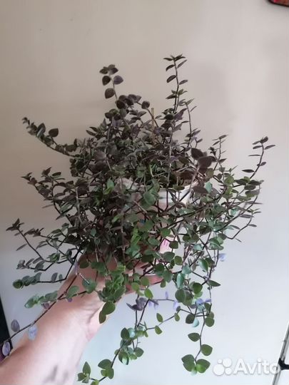 Цветы комнатные:пеперомия, фикусы, аглаонемы