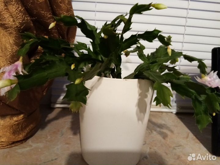 Комнатные растения