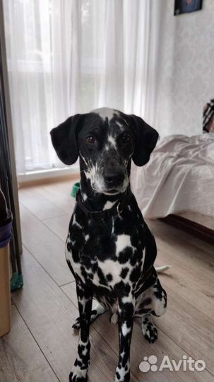 Далматинец