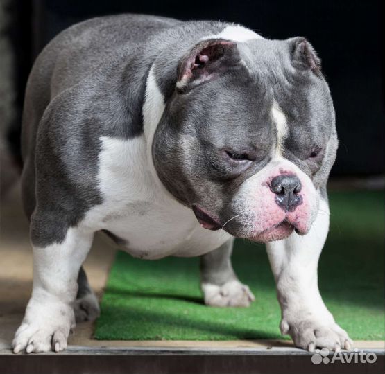 Американский булли микро покет девочка