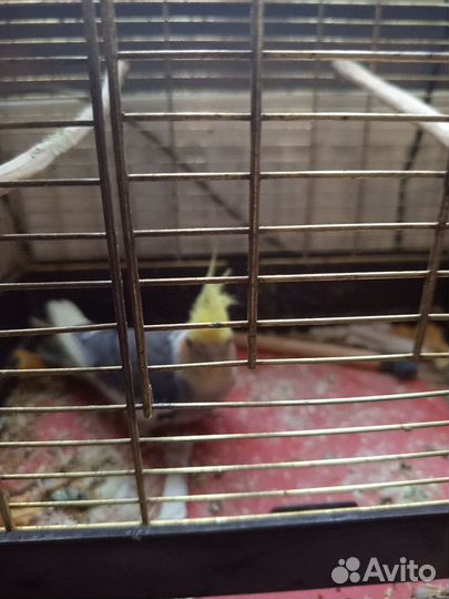 Попугай корелла девочка