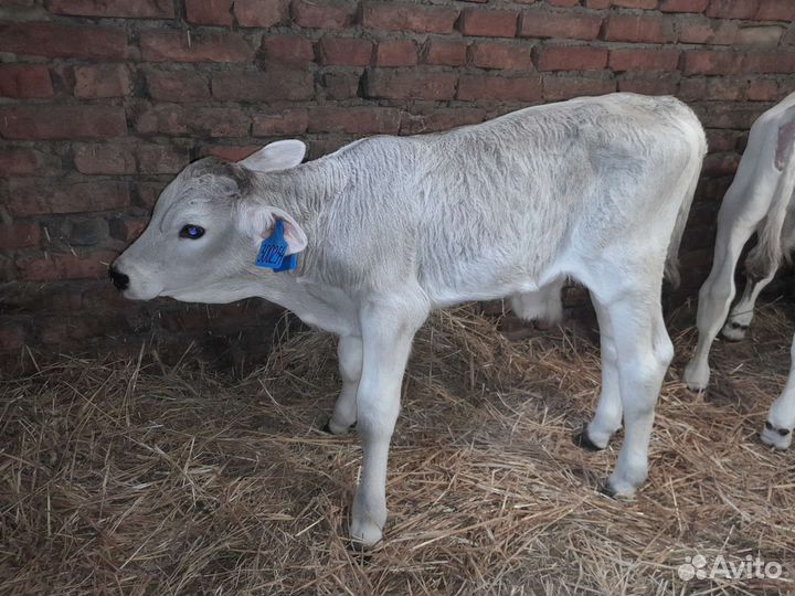 Телята бычки