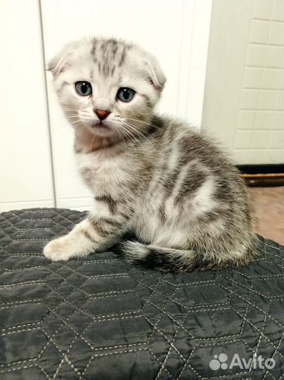 Вислоухие коты