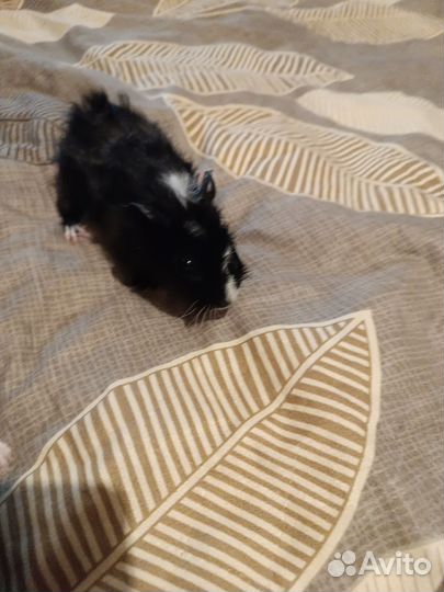 Морская свинка