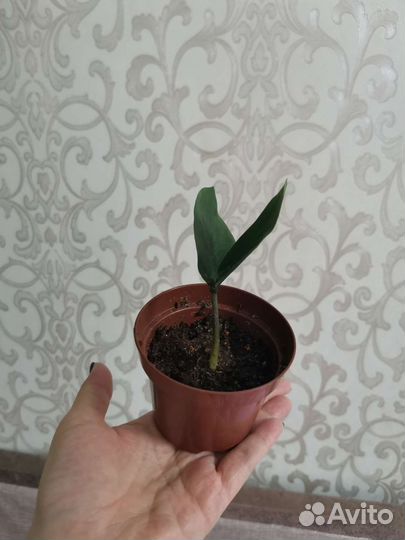 Замиокулькас