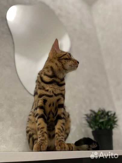 Бенгальская кошка