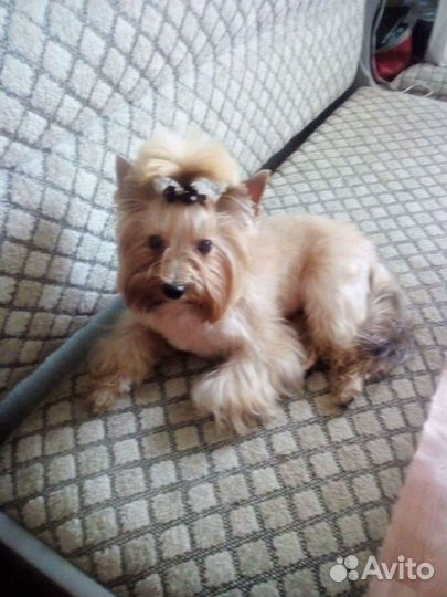 Собака для вязки