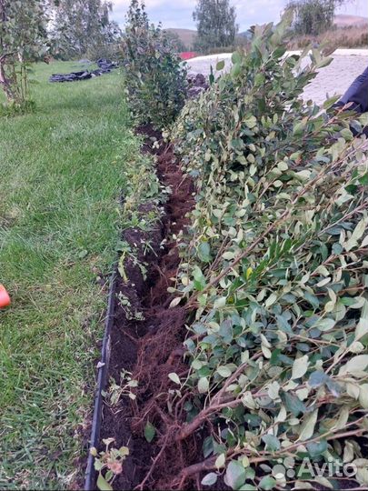 Кустарники для живой изгороди