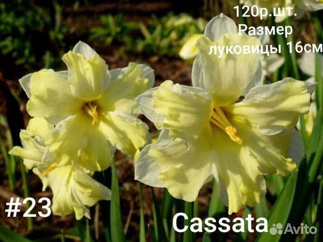 Нарцисс Cassata