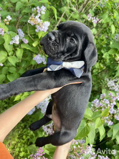 Щенки Кане Корсо