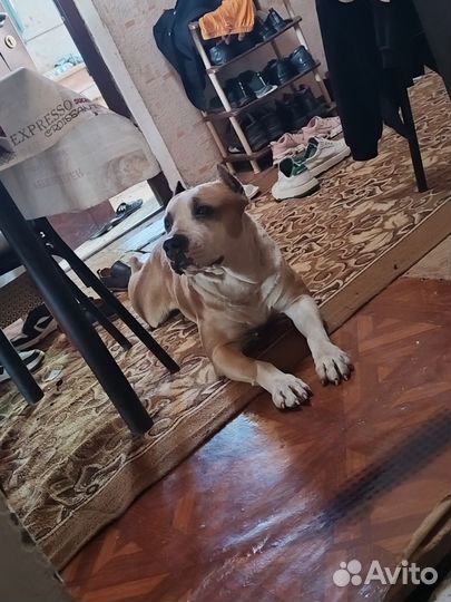 Стаффорд вязка