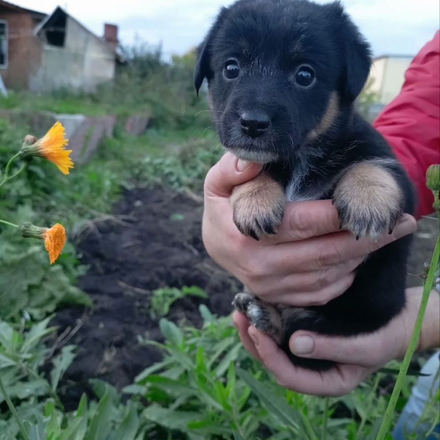 Щенок девочка маленькая 1 месяц