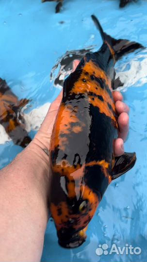 Карп Кои порода Хи Утсури