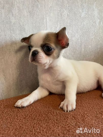 Щенки чихуахуа