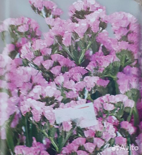 Рассада,многлетники