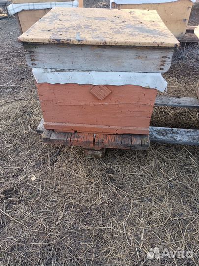 Продам пчелосемьи