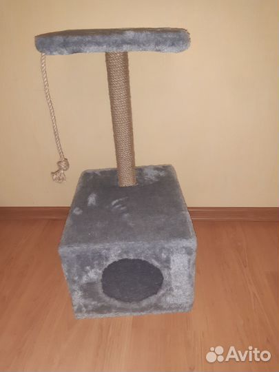 Шотландский кот