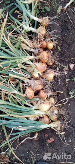 Лук репачтый