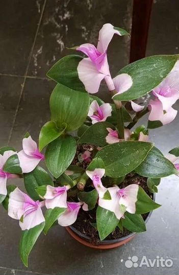 Комнатные растения цветы