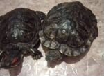 Продам черепах красноухие девочка и мальчик