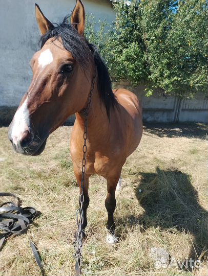 Кобыла жеребая