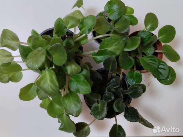 Комнатные цветы фиалки