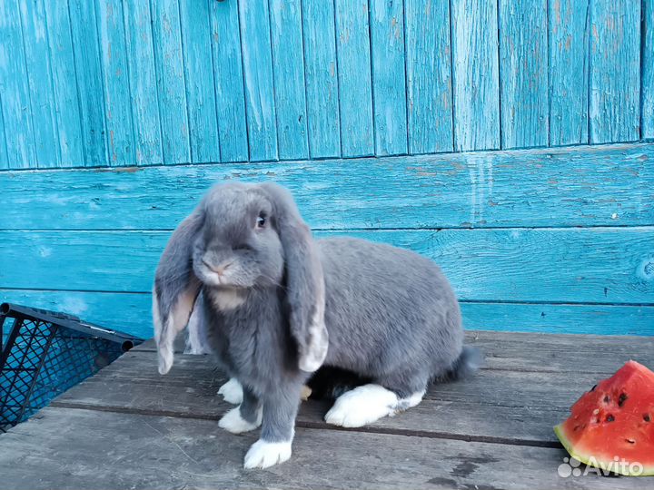 Французский баран, рекс и калифорнийские