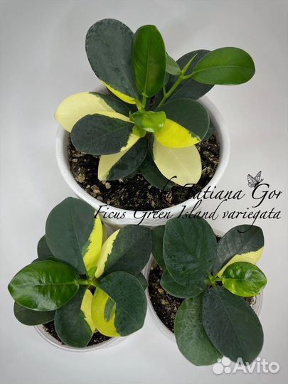 Фикусы-разные сорта