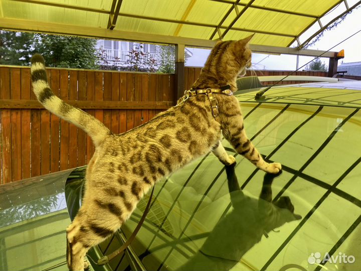 Бенгальская кошечка - 