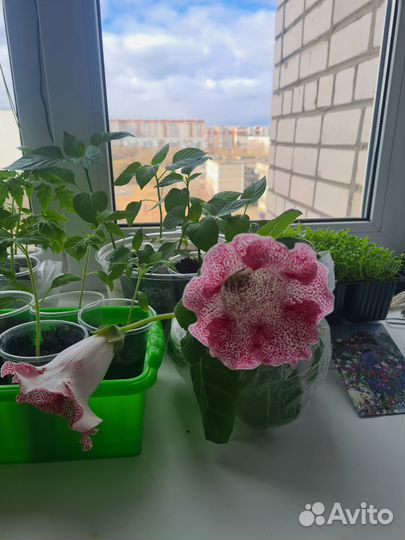 Глоксиния цветущая