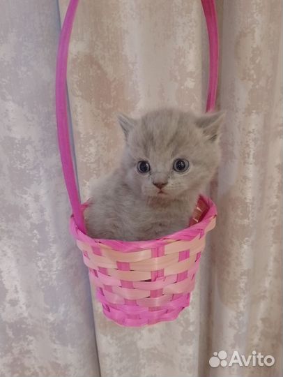 Британские котята