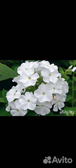 Флоксы многолетник