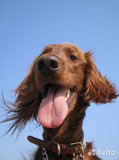 Передержка с дрессировкой в квартирных условиях