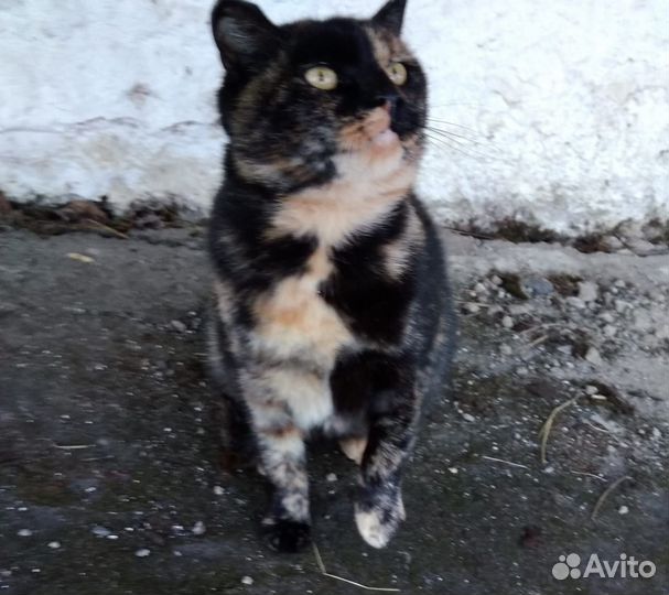 Котик в добрые руки